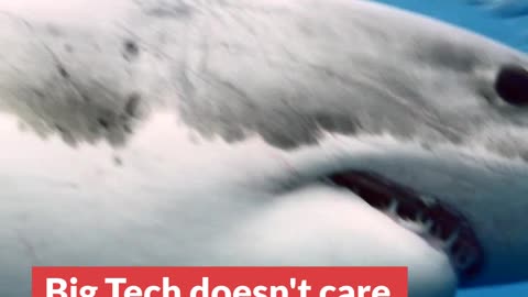 Big Tech doesn't care ... shark!