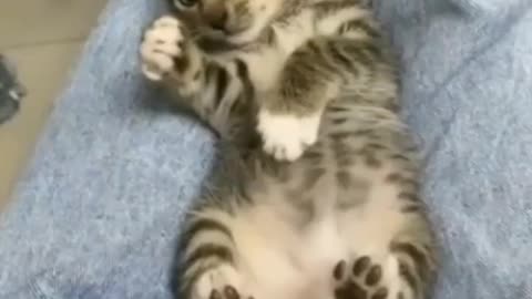 Baby Cat, Doesn't Like To Be Poked - TikTok Cats (Funny Animals #343)