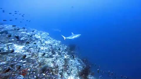 Catching dolphins fish playing with black fish