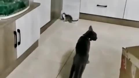 The kitten catches the mouse, the big cat looks