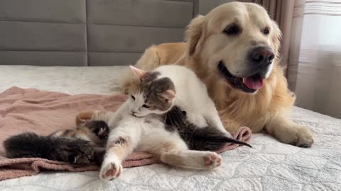 Golden Retriever Reacts to Mother Cat Feeding Baby Kittens