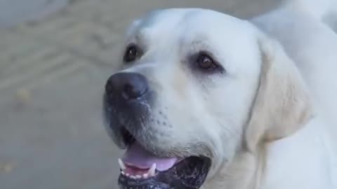 AMAZING dog save a man from falling into a hole