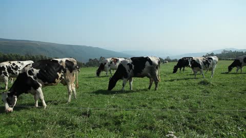 Cows Grazing In Mountain Meadow