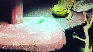 Rare green lizard in animals pet store