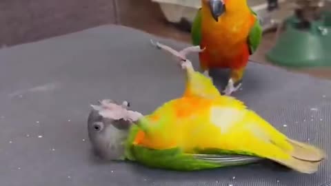 Parrots talking