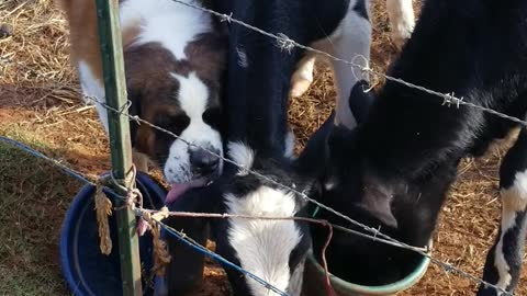 Cow cleaning