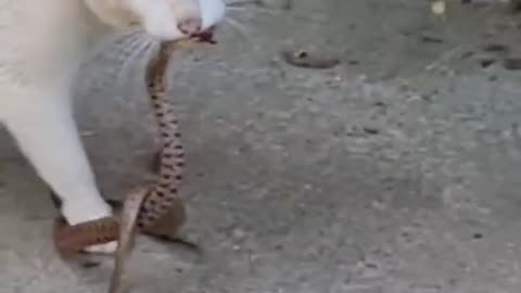 Cat vs snake 🐍