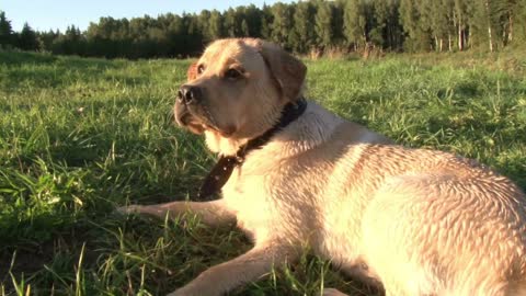 dogs have fun playing outdoors