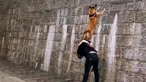 Dogs that fly _ Malinois showx their jumping Agility