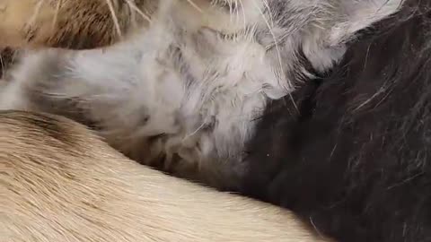 Golden Retriever Gives Newborn Kitten a Bath