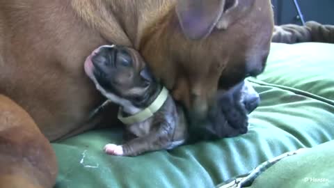 Dog Has Amazing Birth While Standing