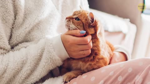 Why Does My Cat Sleep With Me? - 5 Reasons You’ll Love to Know