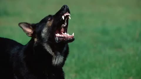 Dog Barking sound Effect in Best Quality