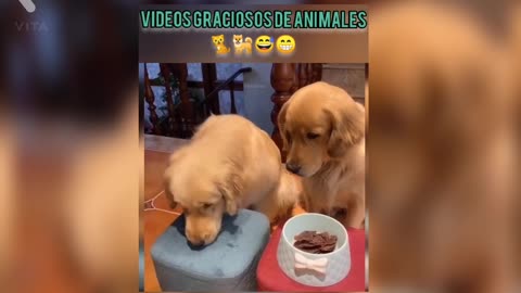 Animales divertidos y su reacción