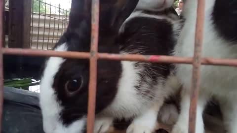 Feeding bunnies - Cute Bunnies