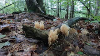 Forest Mushrooms