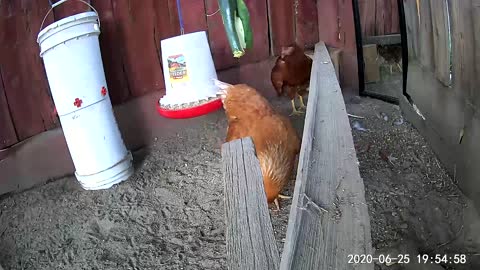 Chickens VS Cucumber & Zucchini Tether Ball