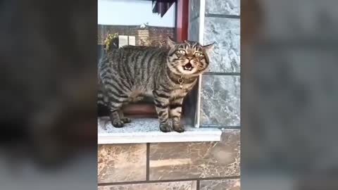 talking cat funny video