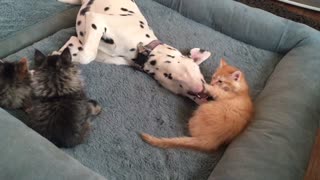 Litter of foster kittens play with gentle Dalmatian