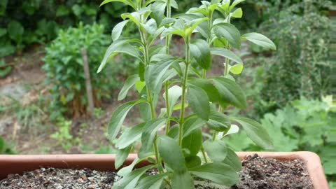 Stévia ( Stevia rebaudiana ) serve para inflamações na gengiva e dor de dente