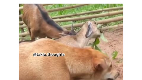 Dog and goat friendship ( funny video )