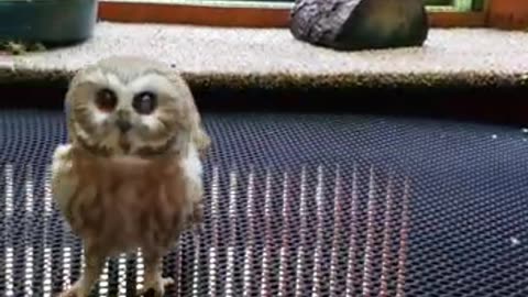 The most adorable owl