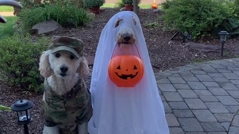 Goodest Boys Go Trick or Treating