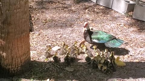 Mom and her ducklings