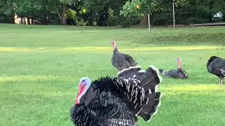 Gobble Roar