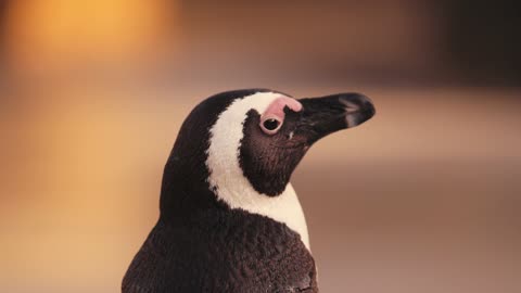 penguin