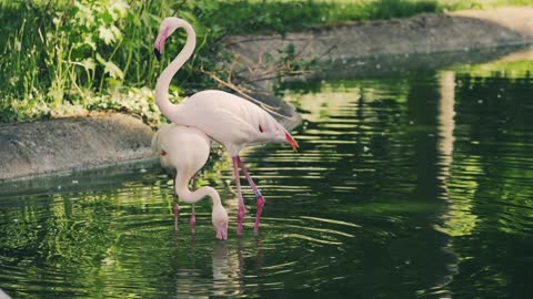 flamingo, Large birds with a long,