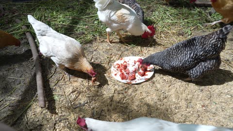 Chickens maul some meatballs (with sauce).