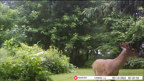 Backyard Trail Cam - Deer checks out Mulberry Tree