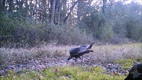 Fred Zeppelin 2021, More Turkey's & A Couple Deer