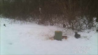 Backyard Trail Cam - Big Squirrel Party!