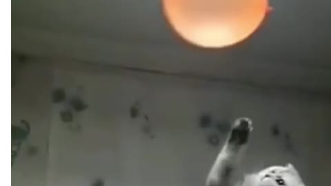 cat loves to play with balloon