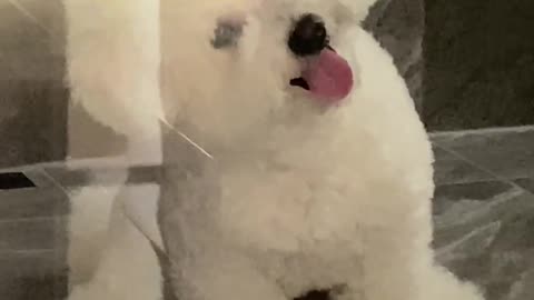 "Cute Bichon Frise dog"