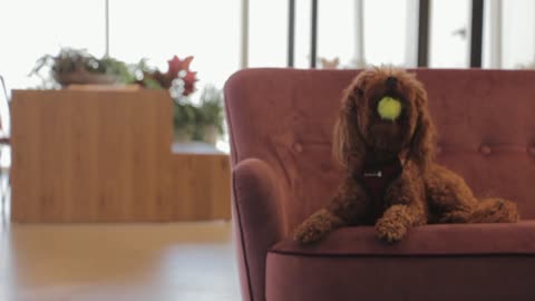 dog & tennis ball