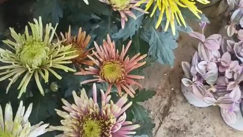 chrysanthemums of many colors