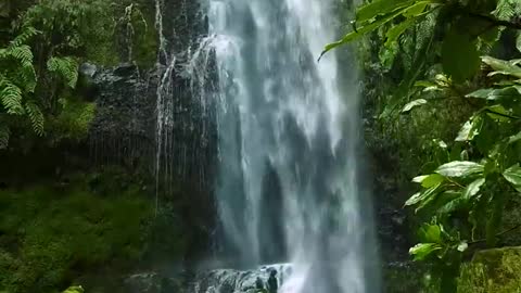 the beauty of the waterfall and the chirping of birds