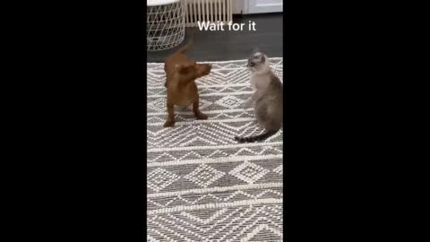 Dachshund desperately wants to befriend cat