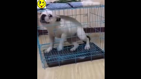 Tik Tok Cute Pets And Funny Animals Compilation Tik Tok Pets