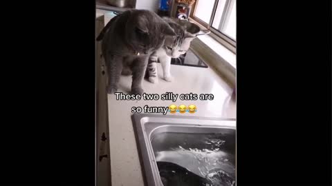 Two funny cats vs fish