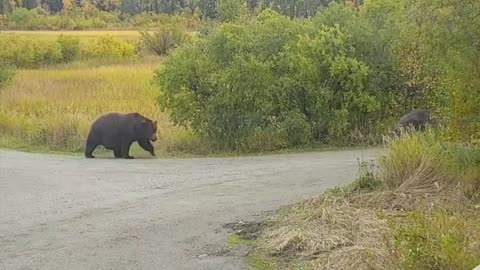 Fat Bear Parade