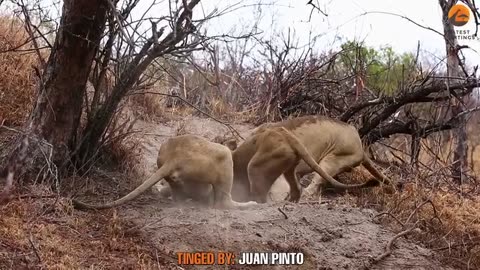 3 Lions with warthog