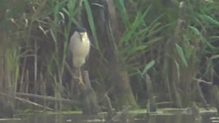 228 Toussaint Wildlife - Oak Harbor Ohio - Black Crowned Night Heron