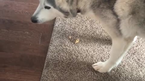 Zeus, el caprichoso Husky, prostesta por una golosina