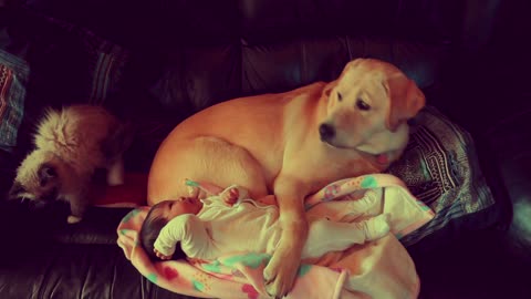 Bebé, gatito y cachorro se acurrucan adorablemente