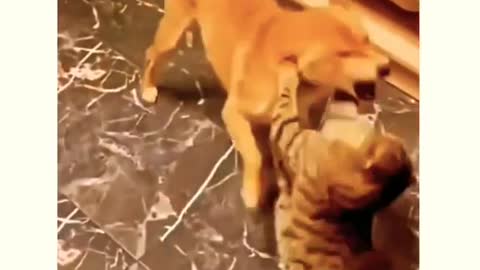 Puppy Preciously Plays With Elderly Cat