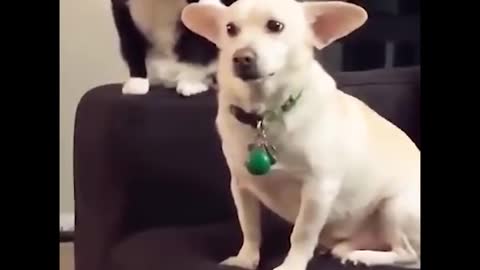 Aww so funny super dogs and cats reaction videos